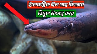 ইলেকট্রিক ঈল মাছ  কিভাবে বিদ্যুৎ উৎপন্ন করে II How do electric eels generate electricity?