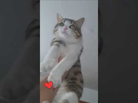 جمال رباني Cat Kittens