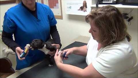 Thumbnail of Nail Trimming for Dogs: A Full Circle Veterinary Care Instructional Video