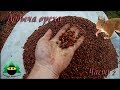 Добыча кедрового ореха (Часть 2) | Production of pine nuts (Part 2)