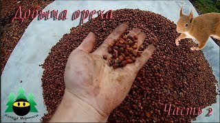 Добыча кедрового ореха (Часть 2) | Production of pine nuts (Part 2)