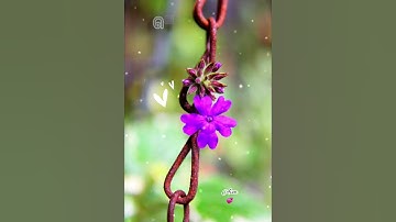 Thumbnail of Vellai Pura Ondru💞Singer K.J.Yesudas/S.Janaki Music Ilaiyaraaja ❤️Pudhukavidhai Movie❣️Naturefram💕