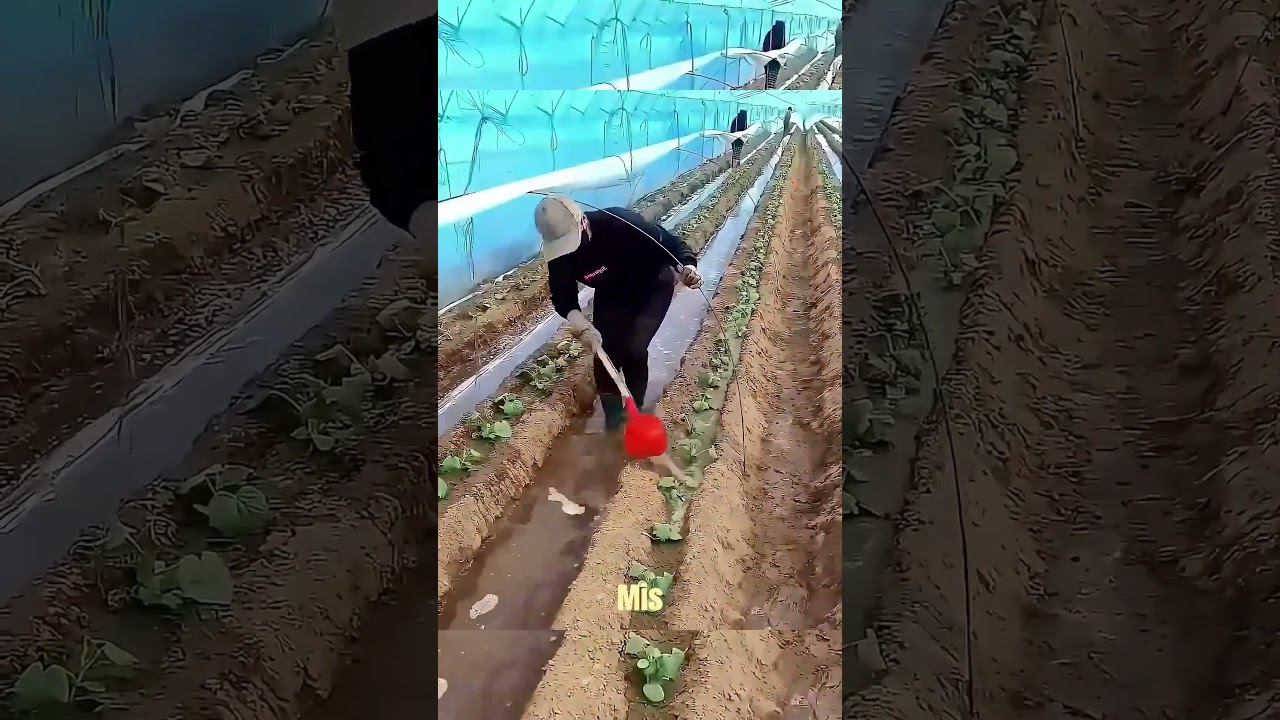 Cette technique simple a révolutionné l’agriculture en Chine