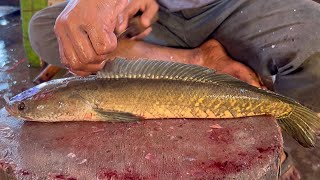 Amazing Big Sola Fish Cutting In Fish Market | Amazing Cutting Skills Bangladesh