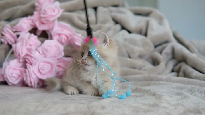 Video 11687901: shaded british shorthair kitten, british shorthair lilac kitten, british shorthair golden kitten, kittens litter