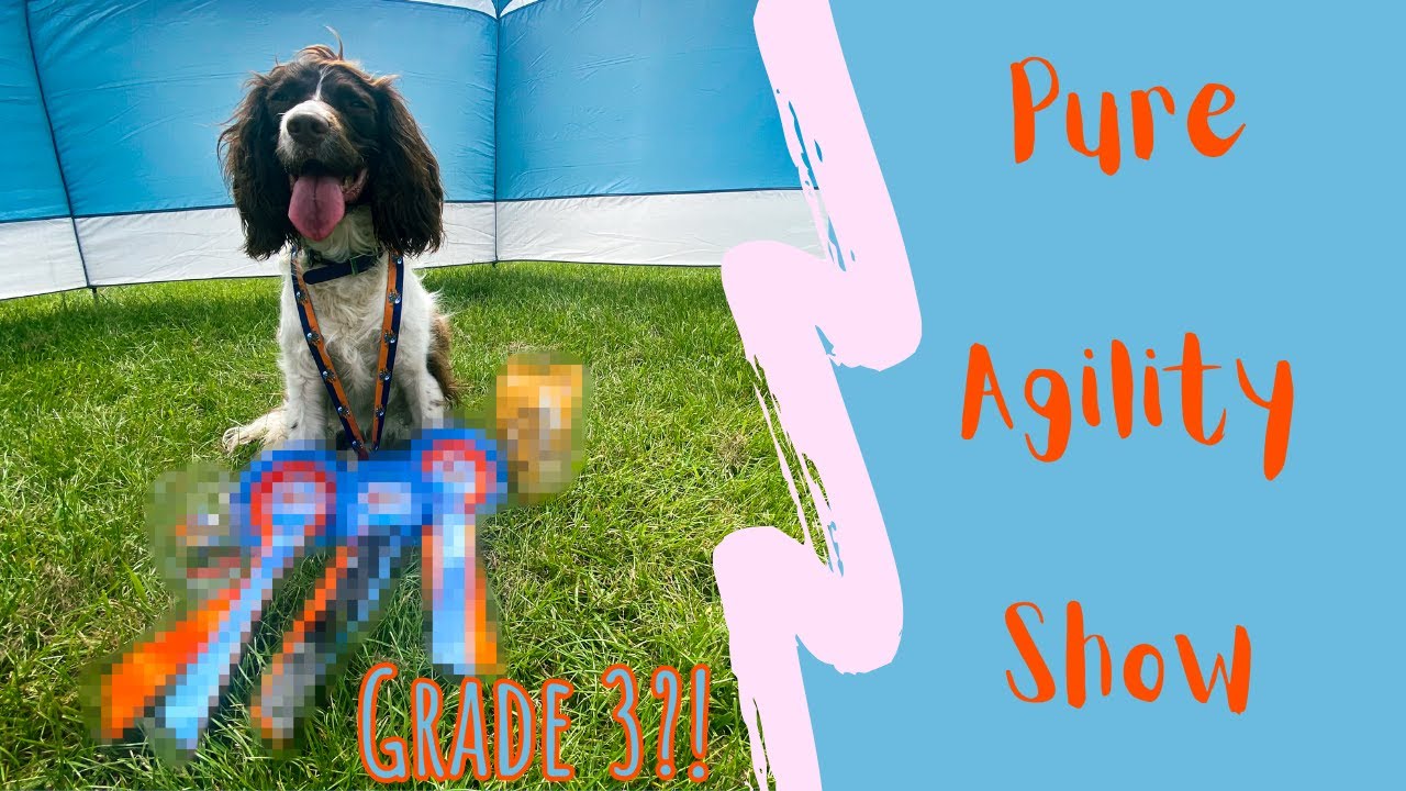 Pure Agility Show Vlog | GOING GRADE 3