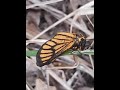Just look at the colours on this little beauty, Greater Kruger, South Africa