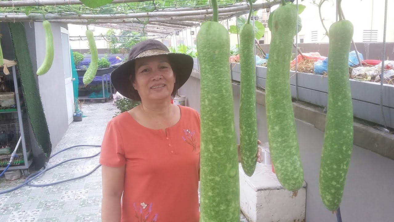 Giàn Bầu trái quá nhiều , cách thụ phấn cho Bầu | Khoa Hien 240