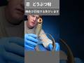 脊髄が切れても自力で再生する魚の正体とは