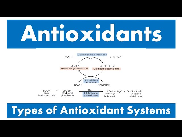 glutathione reductase antioxidant Affects Hyphal Growth and Fruiting Body Development by Regulating Intracellular ROS Levels in Hypsizygus marmoreus Cestfilo Liposomal Glutathione Reduced 1300