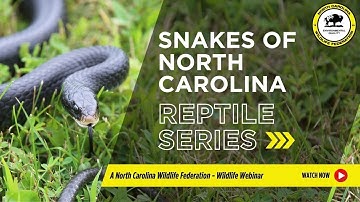 Reptile Series: Snakes - North Carolina Wildlife Federation