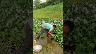 Genius Fish Trap in Water Hyacinth