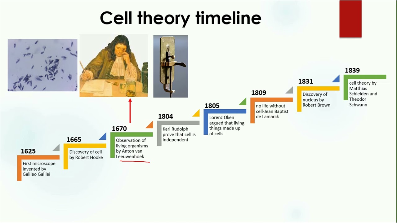 Cell History Timeline