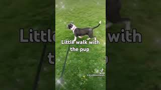 6 Month Old Staffy Walking