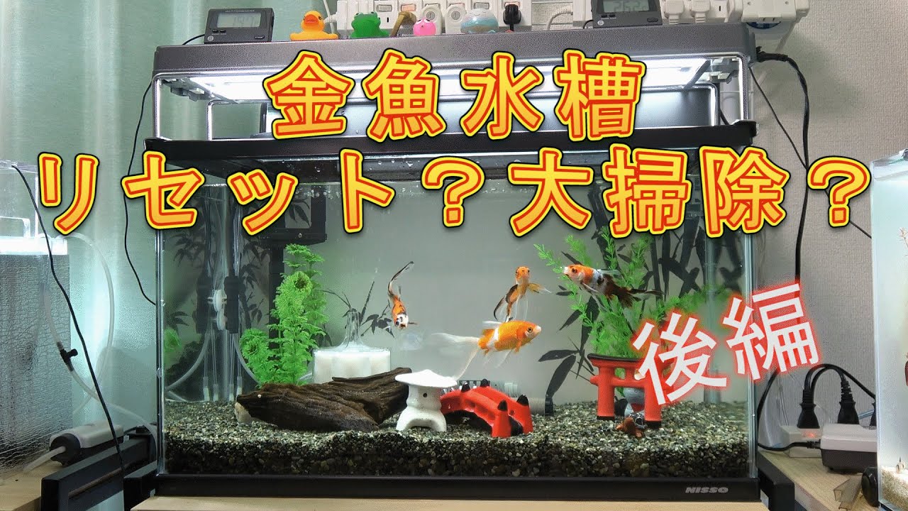 アクアリウム・金魚】ついに金魚水槽リセット？大掃除？するよ♪【後編