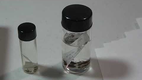 Preserving Insects in Alcohol