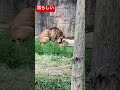 【八木山動物園】サン君❣️ちょっとやりすぎなんじゃないの❣️