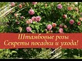 Штамбовые розы. Секреты посадки и ухода