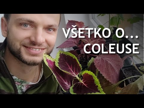 Video: Svetel Coleus Na Vrtu