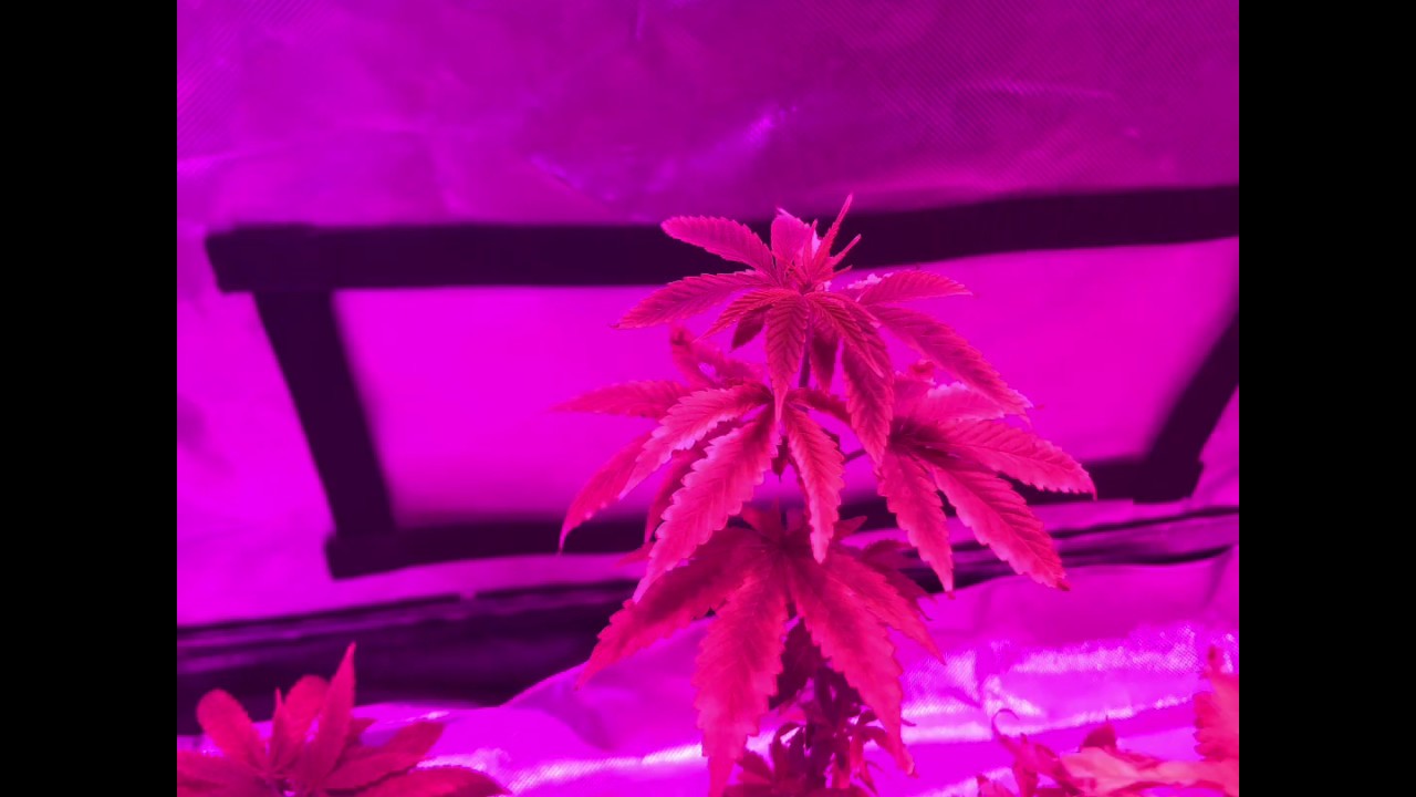 (UPDATE!!)Nectar for the Gods cannabis grow
