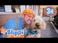 Caring after pets  blippi and cute animals  blippi  kids playground  educationals for kids