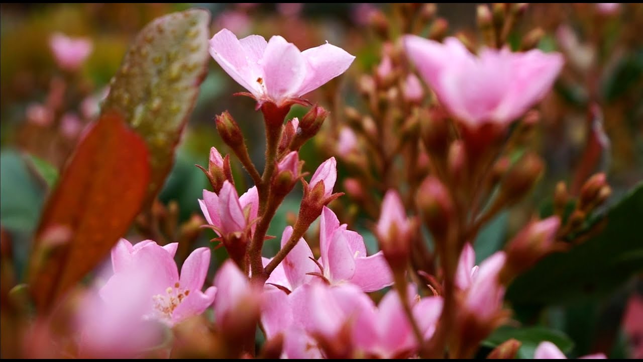 looking at the world from the perspective of a dragonfly (Official Music Video)