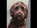 Australian Labradoodle Puppy doing Tricks