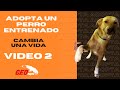 Adopta a CANELO un perro ENTRENADO VIDEO 2