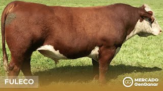 Vídeo: Semen Hereford Fuleco