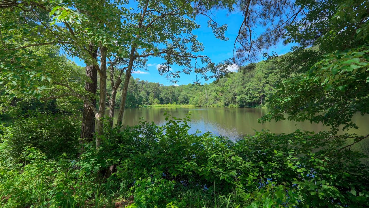 Walk Though a Nature Preserve on a Hot Summer Day, USA | Nature Sounds for Sleep and Study