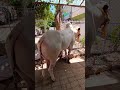 jaffer Mandi 2026 #shorts #shortvideo #youtubeshorts #fatehjangibulls #domail #animals #cow #bull