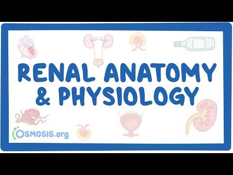 Kidney Anatomy Explained: Cortex, Medulla, Nephrons & Blood Flow