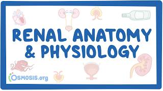 Renal system anatomy and physiology