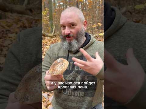 Этот гриб убьет тебя красиво. Малый зонтик коричнево-красный (Lepiota brunneoincarnata)