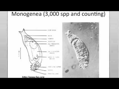 Intro to the Monogeneans (Part I)
