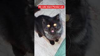 ##blackpersiancat#blackcat#persianbreed#catsbreed#cutecatshorts#catzoomies