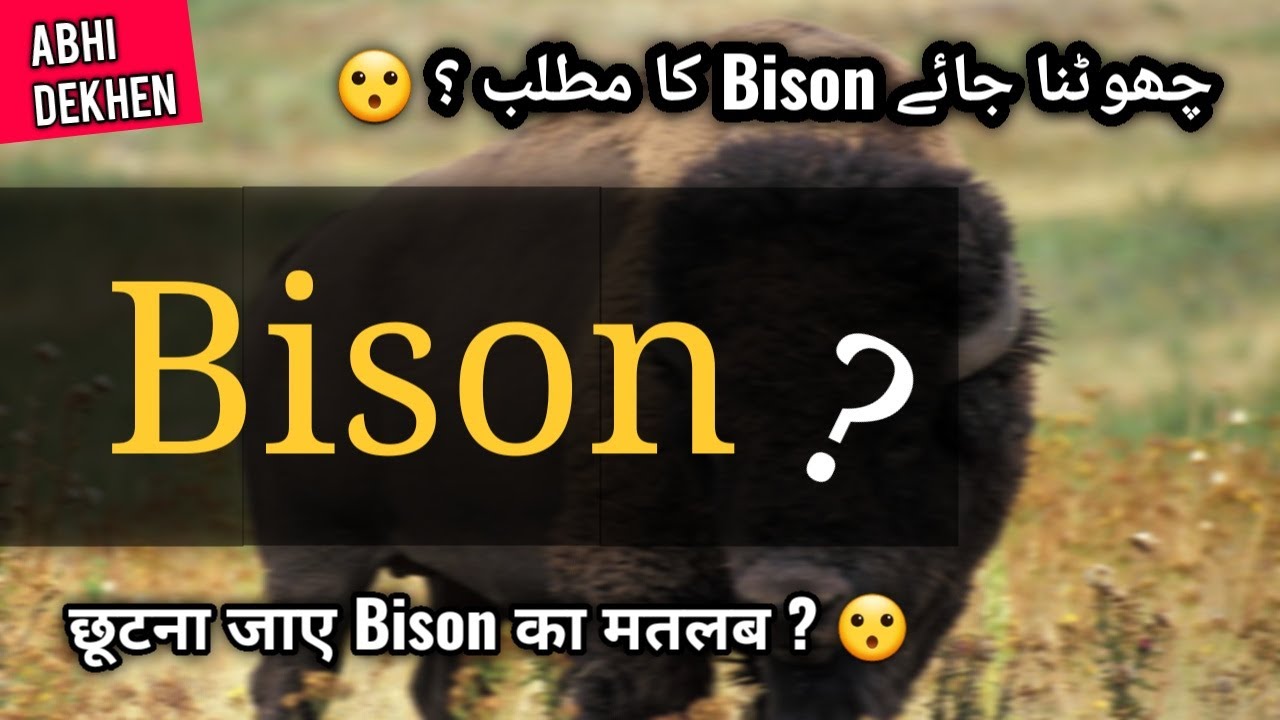 Bison meaning in HINDI/URDU | Bison Pronunciation | Bison meaning kya hota  hai | Wild animal name - YouTube
