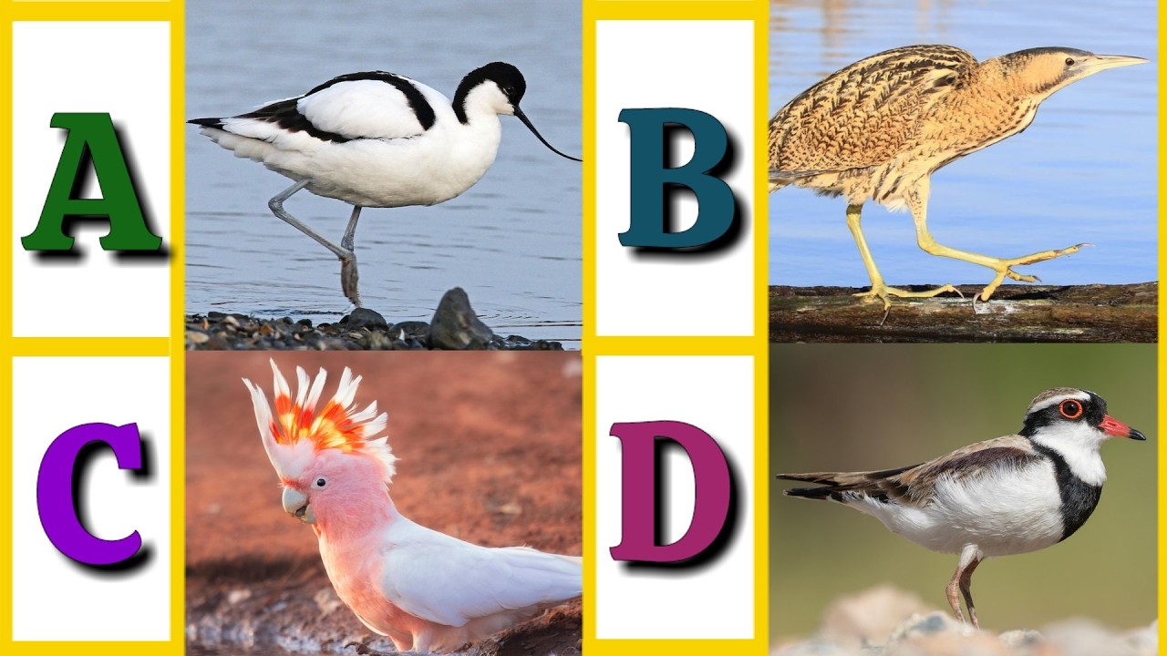 A to Z Bird Names | Learn Birds in English | ABC Birds for Kids
