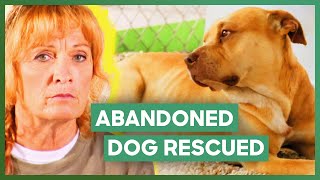 Tia Rescues An Abandoned Dog With Heartworm | Pit Bulls & Parolees