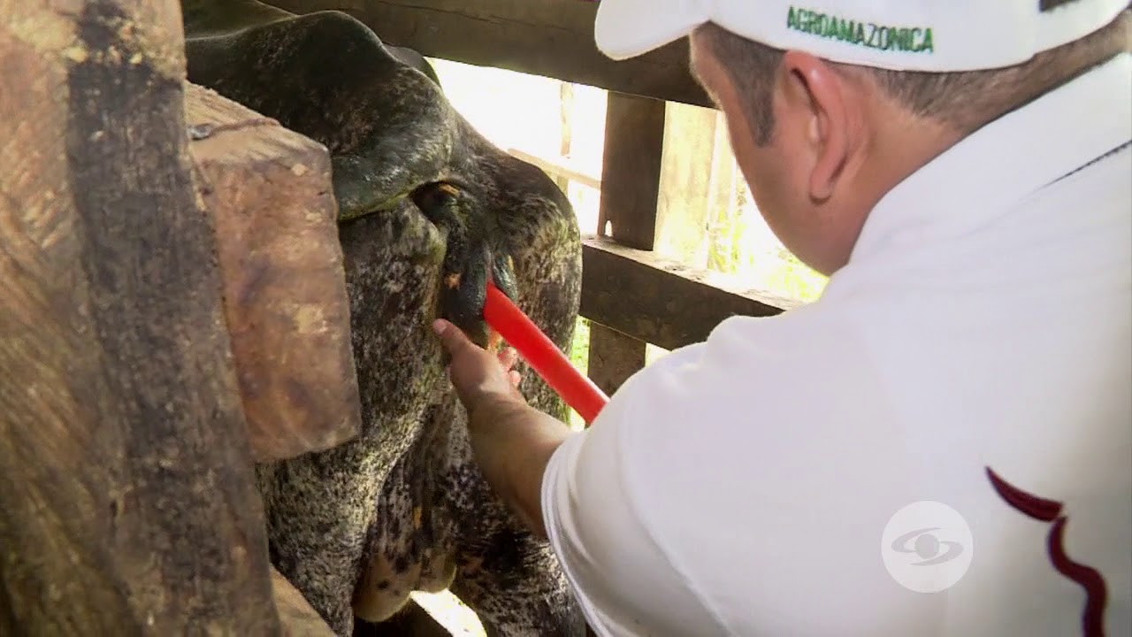 Protocolo de sincronización en bovinos | La Finca de Hoy