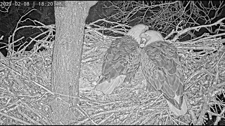 Dulles Greenway Eagle Cam: Evening Shift Change with a Coyote Choir (short)