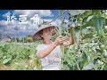 Marinated long beans, sour and crisp, it can be stored for a long time|腌豆角，酸爽可口，易保存【乡野莲姐】