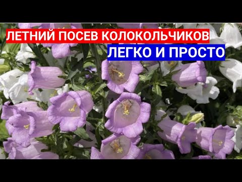 ЛЕТНИЙ ПОСЕВ КОЛОКОЛЬЧИКА В ГРУНТ - ЗАЧЕМ СЕЯТЬ КОЛОКОЛЬЧИК СРЕДНИЙ В ИЮЛЕ
