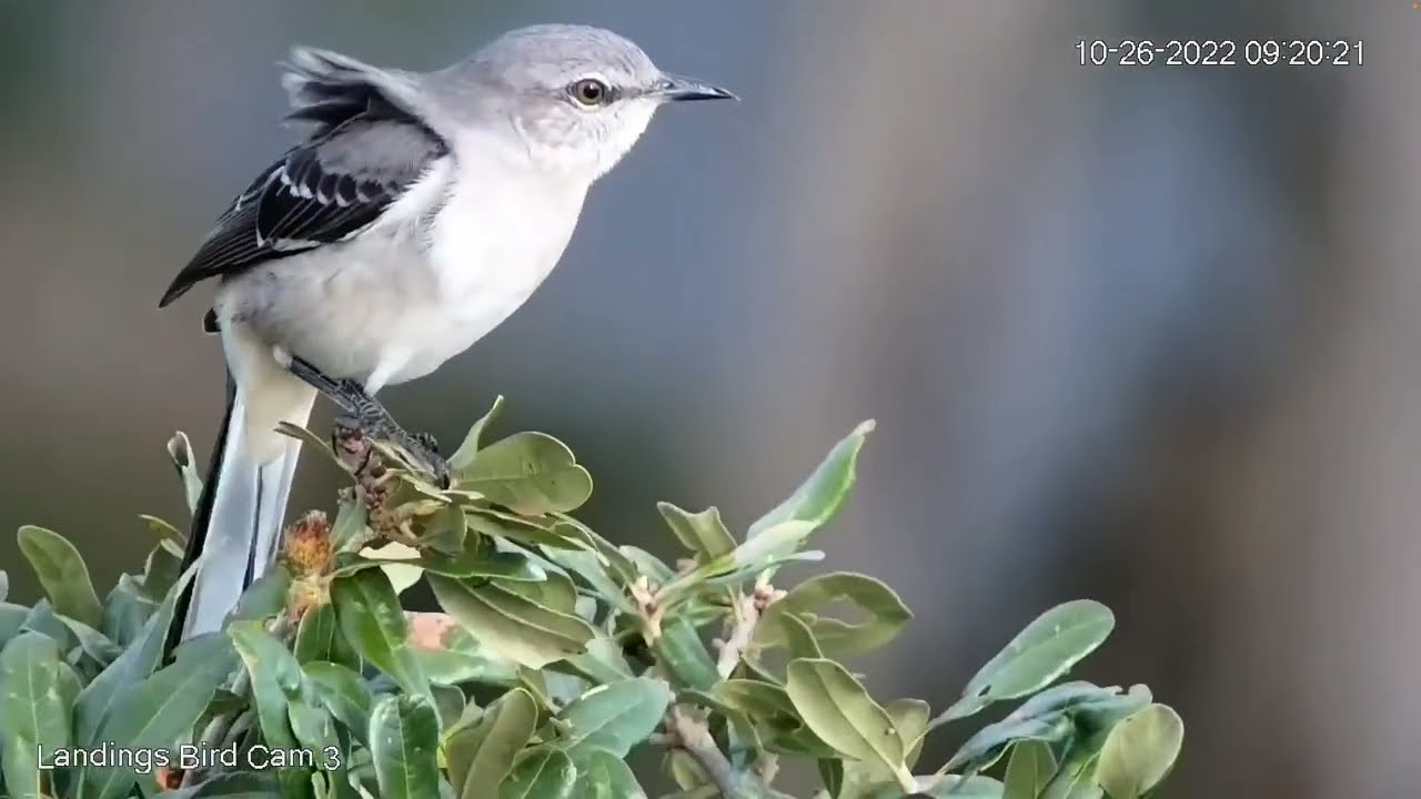 Beautiful Northern Mockingbird Enjoys The Treetops of Skidway