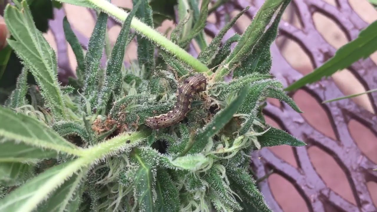 Identifying Caterpillars & Mold in my Buds