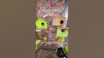 #سورة_إبراهيم #قرآن #عبدالباسط_عبدالصمد #المصحف #مصر #العراق #quran #birds #budgies #america #texas