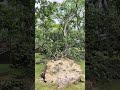 Tree Down