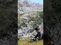 桜とさざなみドラム（大型凪） #癒し #タングドラム