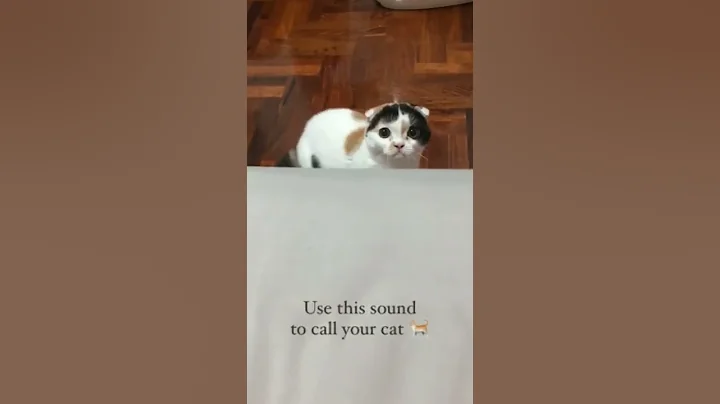 Use this Sound to Call Your Cat 🐈