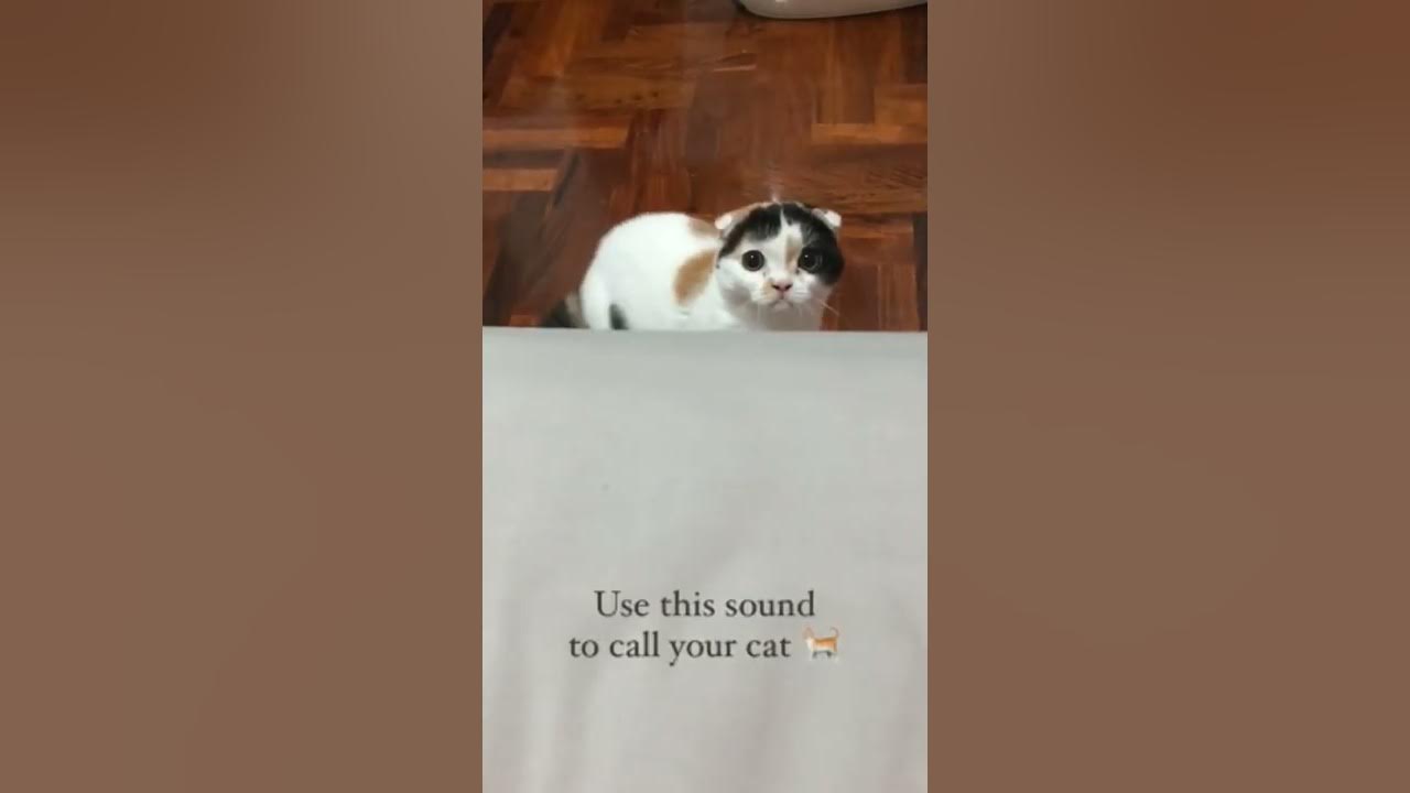 Use this Sound to Call Your Cat 🐈